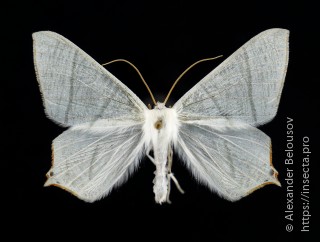 Ourapteryx purissima