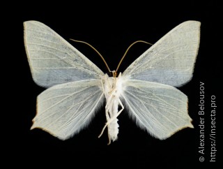 Ourapteryx purissima