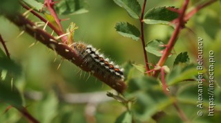 Euproctis karghalica