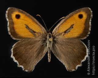 Hyponephele naricina