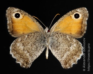 Hyponephele naricina