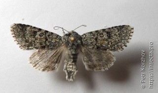 Acronicta euphorbiae