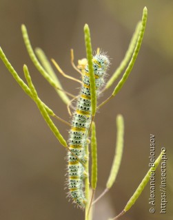 Pontia daplidice