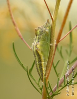 Pontia daplidice