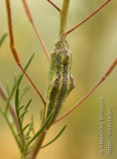 Pontia daplidice