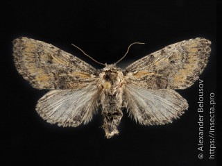 Raphia approximata