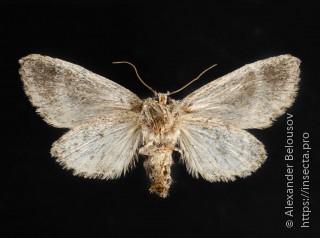 Raphia approximata