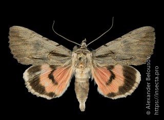 Catocala desiderata