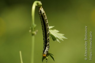 Calyptra thalictri