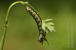 Calyptra thalictri