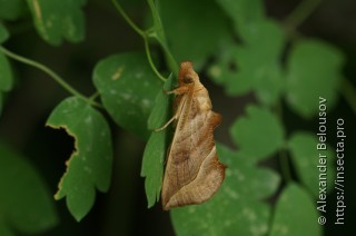 Calyptra thalictri