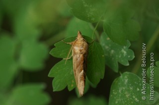 Calyptra thalictri