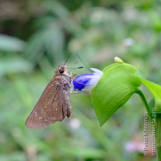 Pelopidas mathias oberthueri