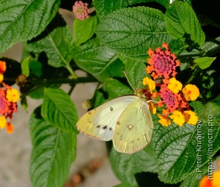 Colias erate poliographus