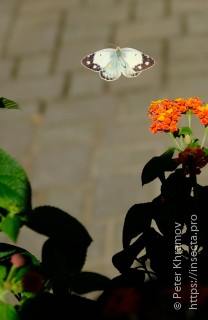 Colias erate poliographus