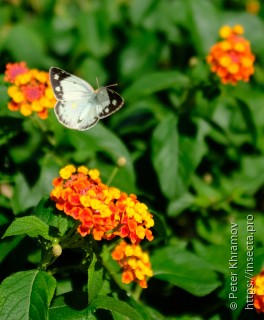 Colias erate poliographus