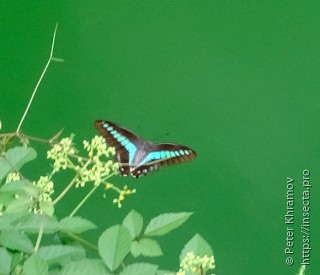 Graphium sarpedon nipponus