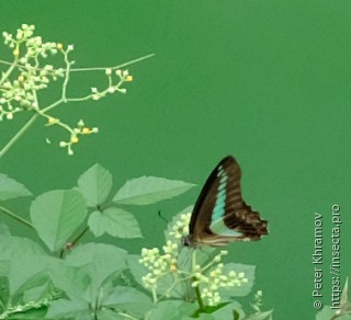 Graphium sarpedon nipponus