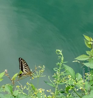 Papilio xuthus