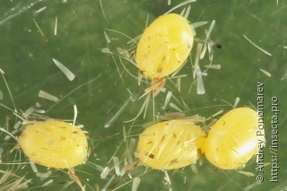 Eilicrinia subcordaria