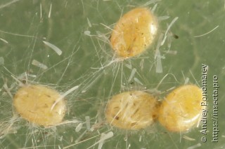 Eilicrinia subcordaria