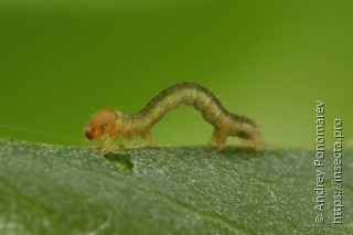 Eilicrinia subcordaria