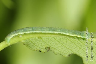 Eilicrinia subcordaria