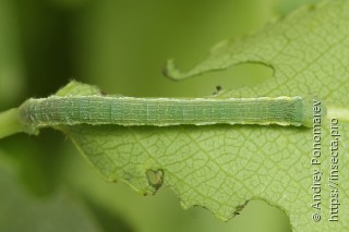 Eilicrinia subcordaria