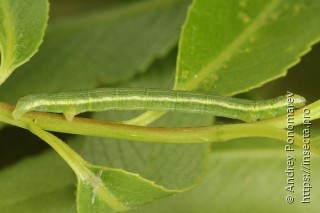 Eilicrinia subcordaria