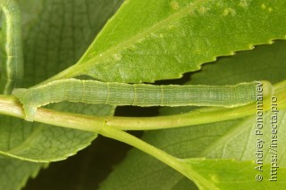 Eilicrinia subcordaria