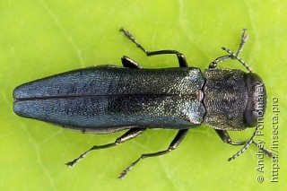 Agrilus angustulus