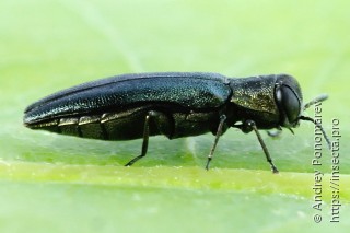 Agrilus angustulus