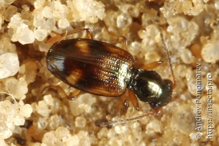 Bembidion articulatus