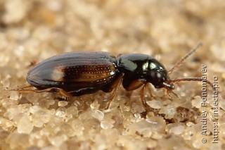 Bembidion articulatus