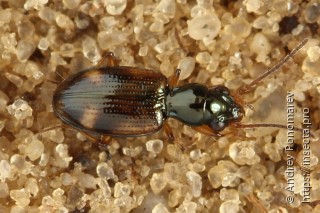 Bembidion articulatus