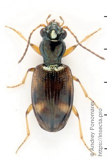 Bembidion articulatus