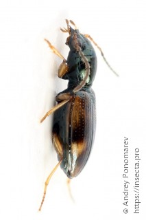 Bembidion articulatus