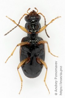 Bembidion articulatus