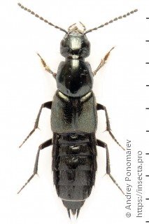 Имаго  Philonthus atratus