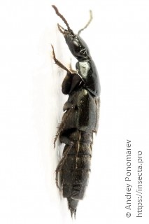 Philonthus atratus