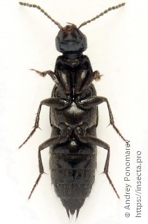 Philonthus atratus