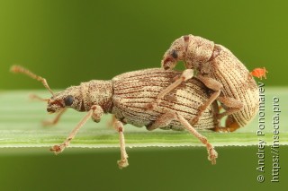 Самец и самка  Polydrusus ruficornis