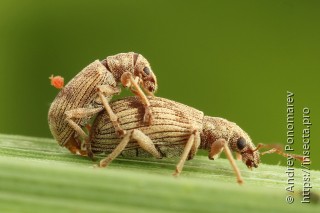 Polydrusus ruficornis