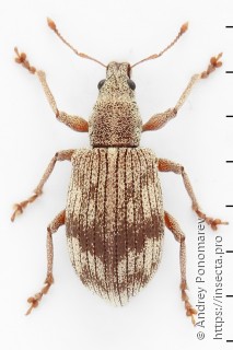 Polydrusus ruficornis