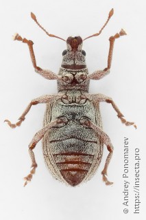 Polydrusus ruficornis