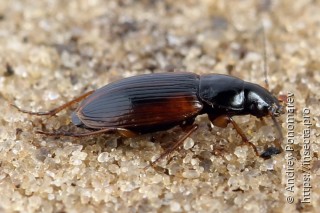 Stenolophus mixtus