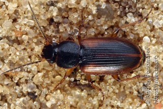 Stenolophus mixtus