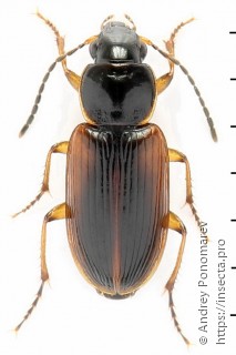 Stenolophus mixtus