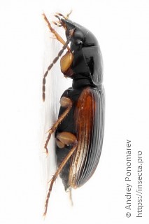 Stenolophus mixtus