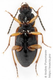 Stenolophus mixtus